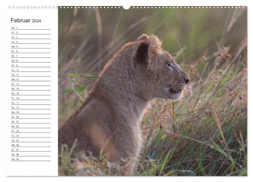 Emotional moments: lion cubs - so cute. (CALVENDO wall calendar 2024) 