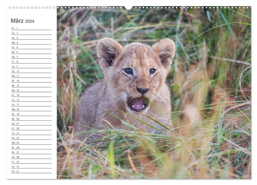 Emotional moments: lion cubs - so cute. (CALVENDO wall calendar 2024) 