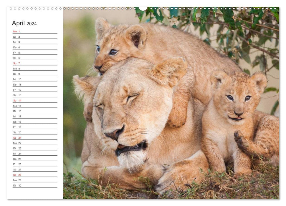 Emotional moments: lion cubs - so cute. (CALVENDO wall calendar 2024) 