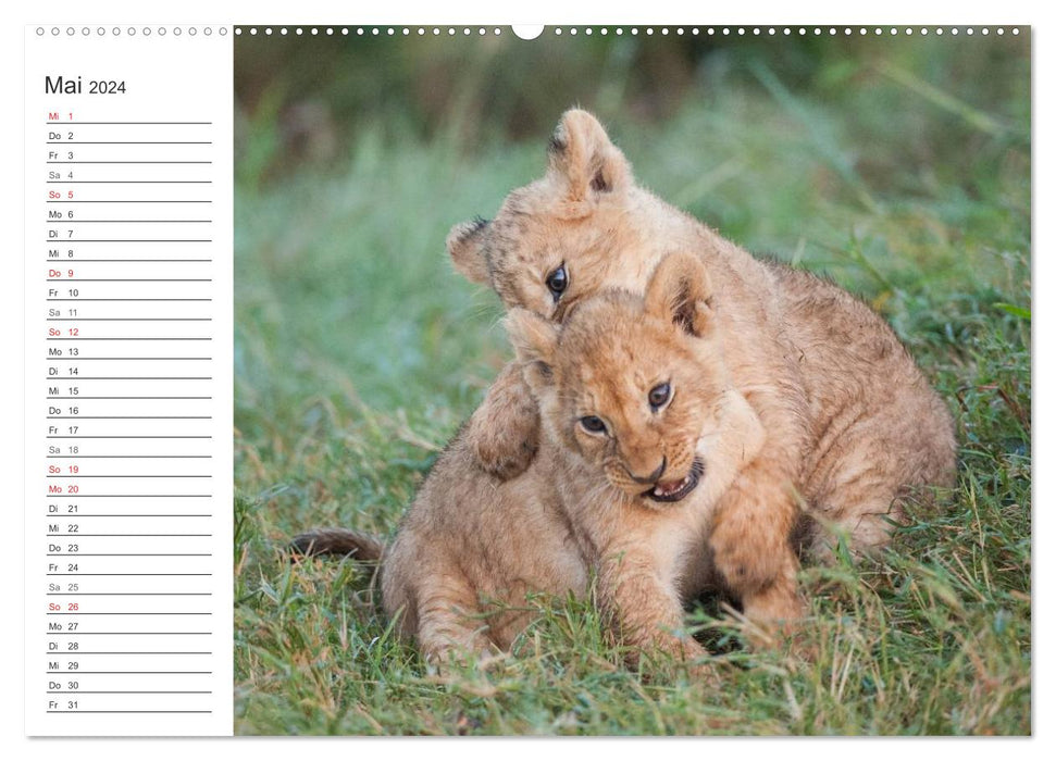 Emotional moments: lion cubs - so cute. (CALVENDO wall calendar 2024) 