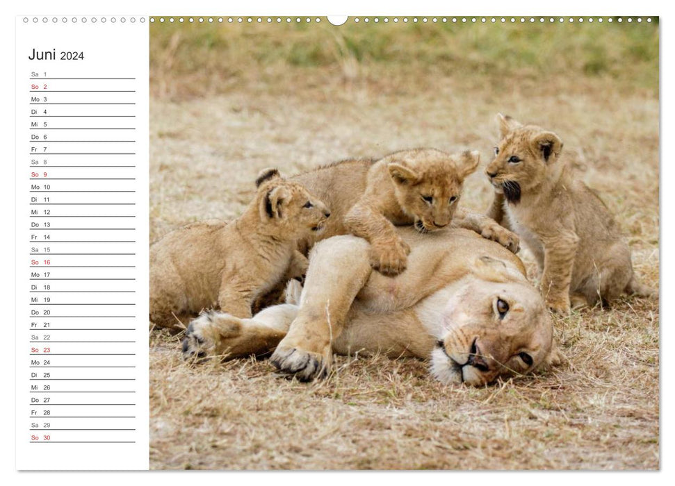 Emotionale Momente: Löwenbabys - so süß. (CALVENDO Wandkalender 2024)