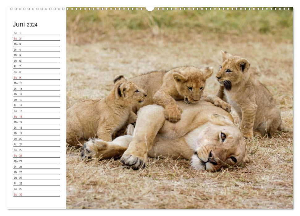 Emotional moments: lion cubs - so cute. (CALVENDO wall calendar 2024) 