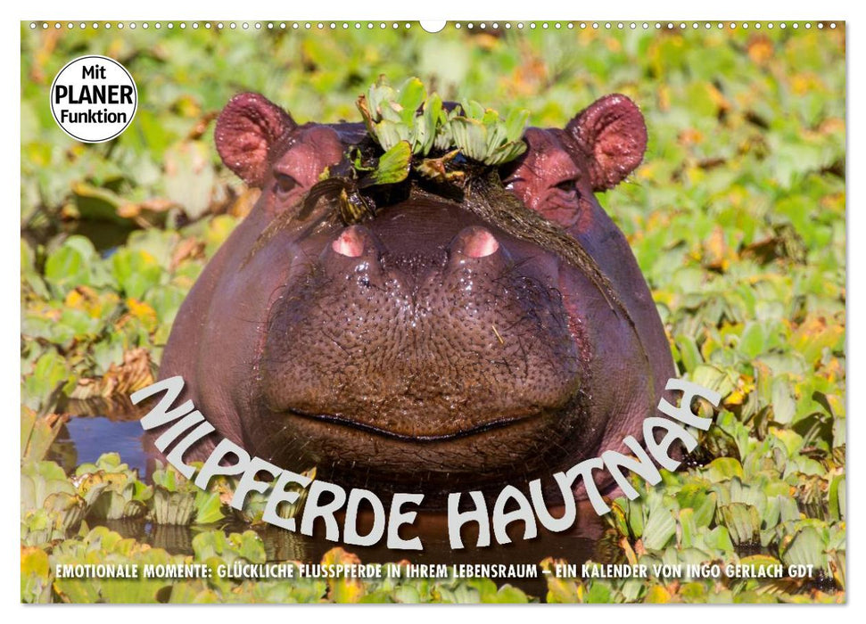 Moments d'émotion : les hippopotames de près (Calendrier mural CALVENDO 2024) 