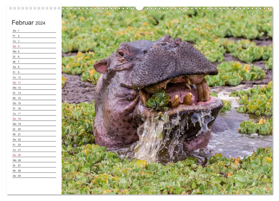 Emotional moments: hippos up close (CALVENDO wall calendar 2024) 