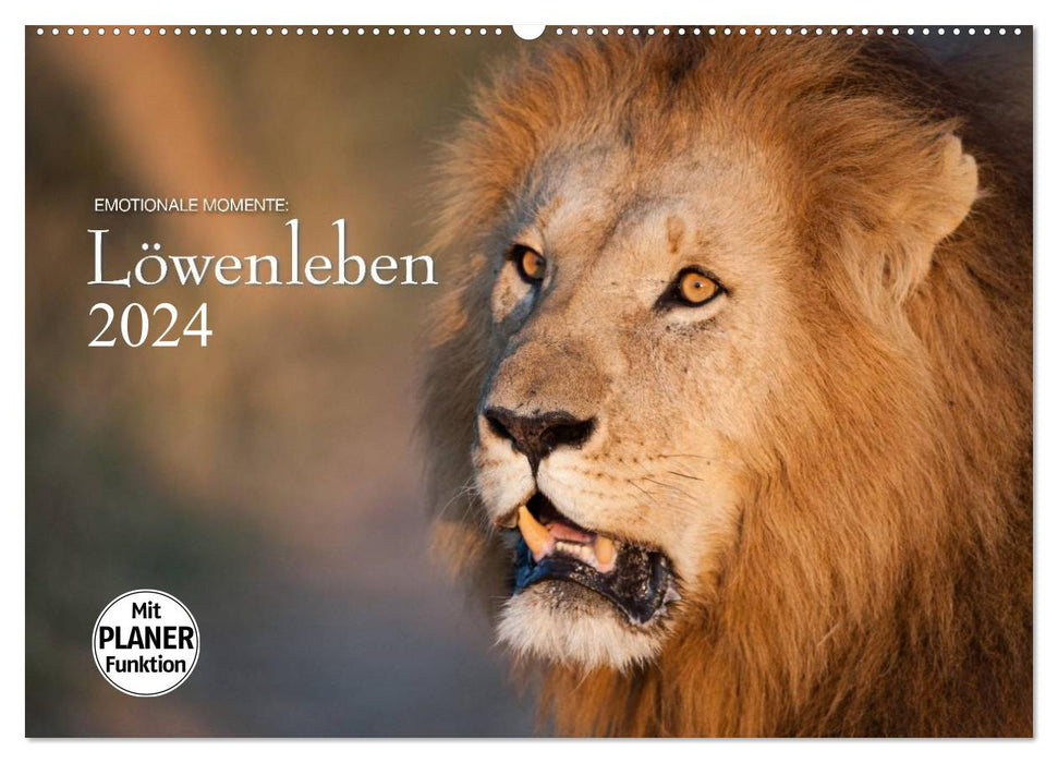 Emotionale Momente: Löwenleben (CALVENDO Wandkalender 2024)