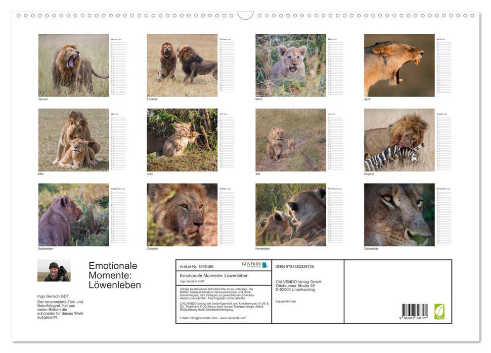 Emotional moments: Lion life (CALVENDO wall calendar 2024) 