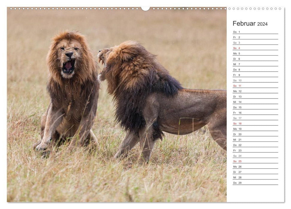 Emotionale Momente: Löwenleben (CALVENDO Wandkalender 2024)