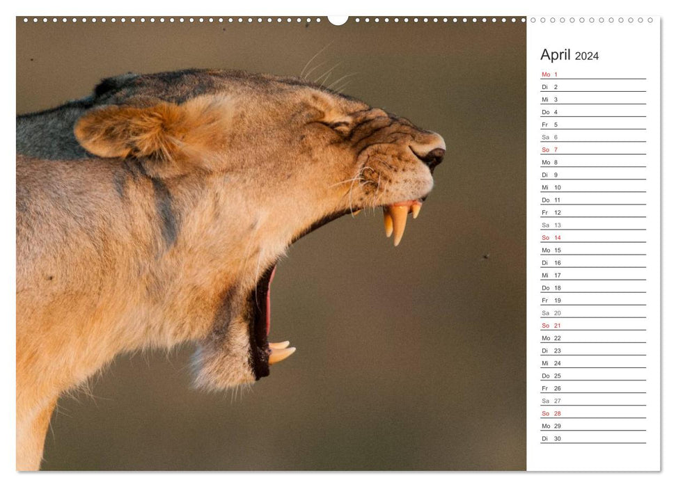 Emotionale Momente: Löwenleben (CALVENDO Wandkalender 2024)