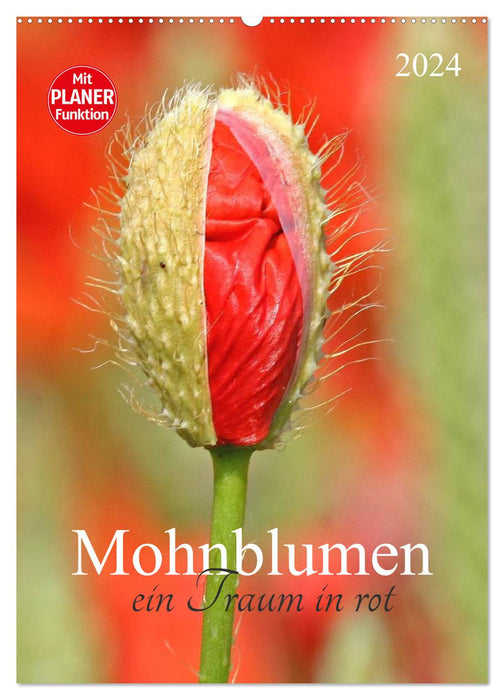 Mohnblumen-ein Traum in rot (CALVENDO Wandkalender 2024)