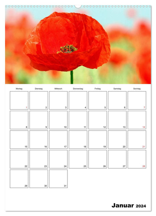 Poppies - a dream in red (CALVENDO wall calendar 2024) 