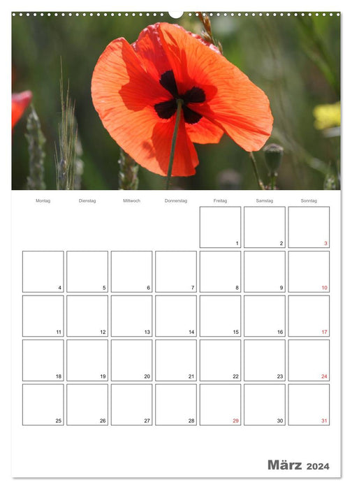 Coquelicots - un rêve en rouge (Calendrier mural CALVENDO 2024) 