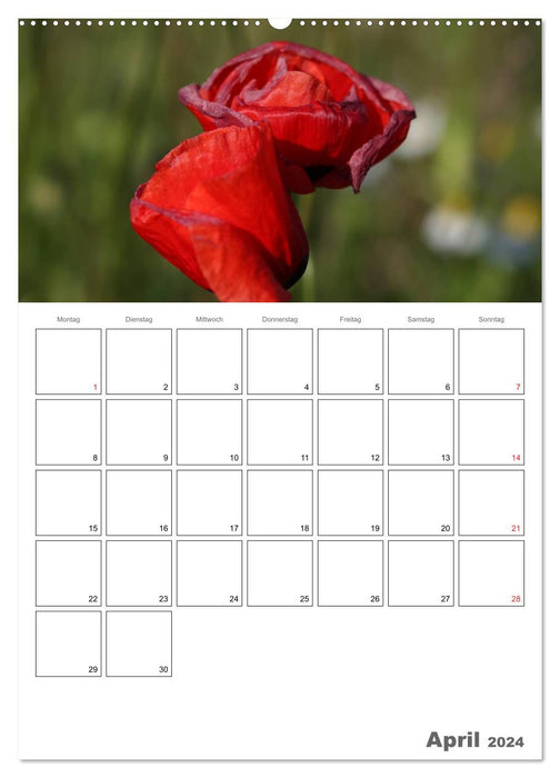 Mohnblumen-ein Traum in rot (CALVENDO Wandkalender 2024)