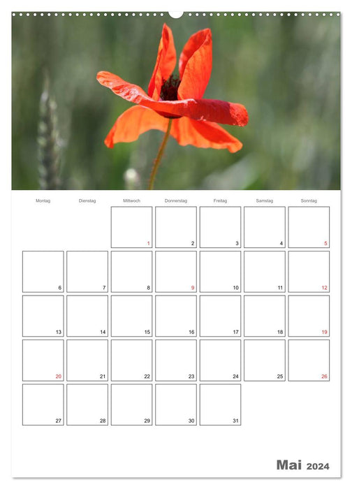 Mohnblumen-ein Traum in rot (CALVENDO Wandkalender 2024)