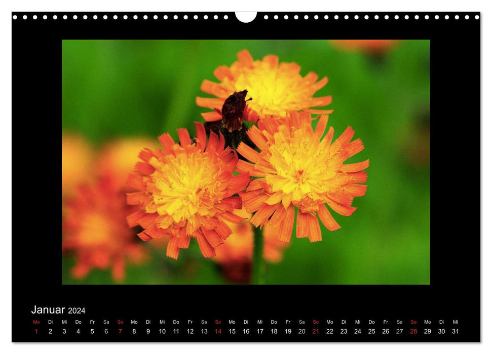 Fascination with the plant world - weeds, beautiful and wild (CALVENDO wall calendar 2024) 