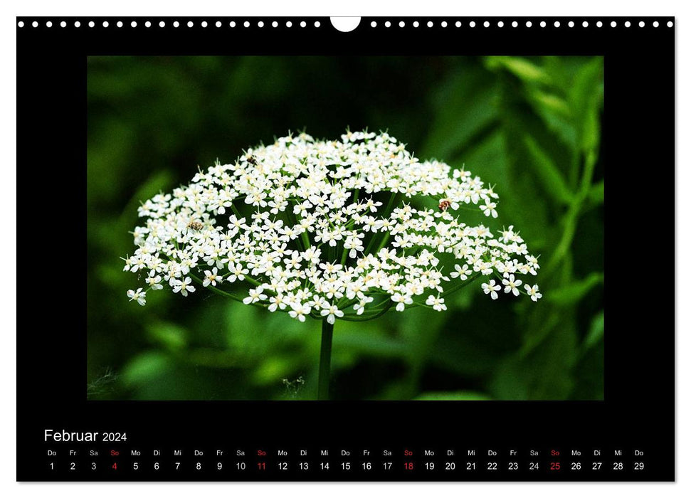 Fascination pour le monde végétal - les mauvaises herbes, belles et sauvages (Calendrier mural CALVENDO 2024) 