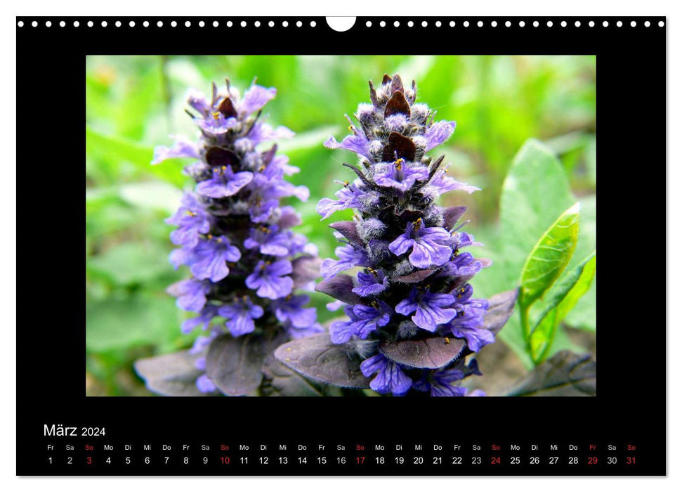 Fascination with the plant world - weeds, beautiful and wild (CALVENDO wall calendar 2024) 