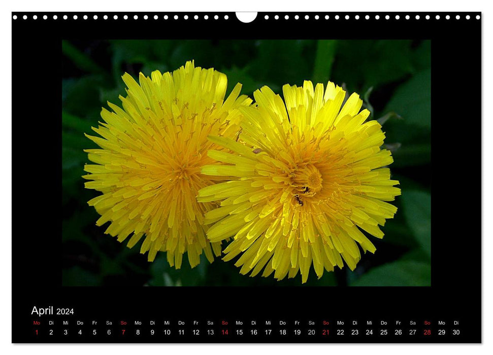 Fascination with the plant world - weeds, beautiful and wild (CALVENDO wall calendar 2024) 