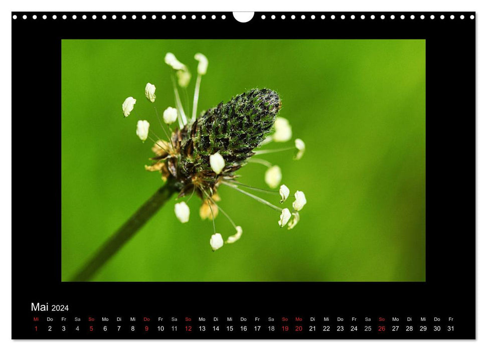 Fascination pour le monde végétal - les mauvaises herbes, belles et sauvages (Calendrier mural CALVENDO 2024) 