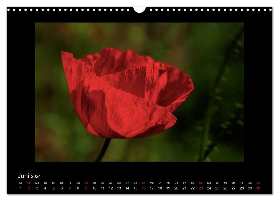 Fascination with the plant world - weeds, beautiful and wild (CALVENDO wall calendar 2024) 