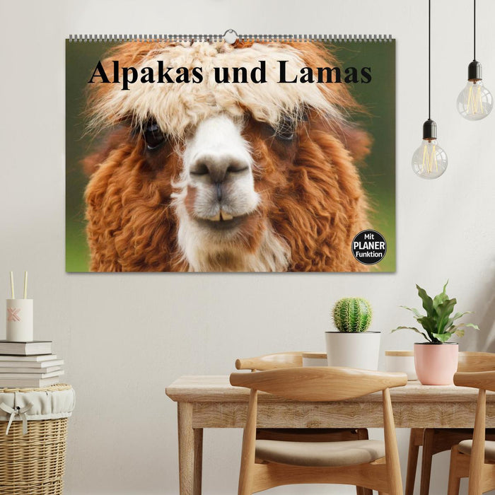 Alpagas et lamas (Calendrier mural CALVENDO 2024) 
