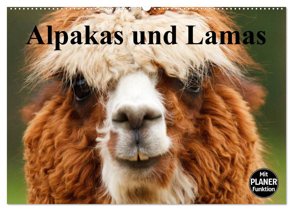 Alpacas and llamas (CALVENDO wall calendar 2024) 