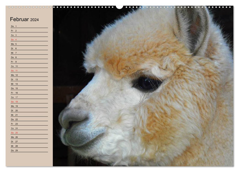 Alpakas und Lamas (CALVENDO Wandkalender 2024)