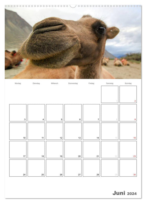 Kamel Porträt (CALVENDO Wandkalender 2024)