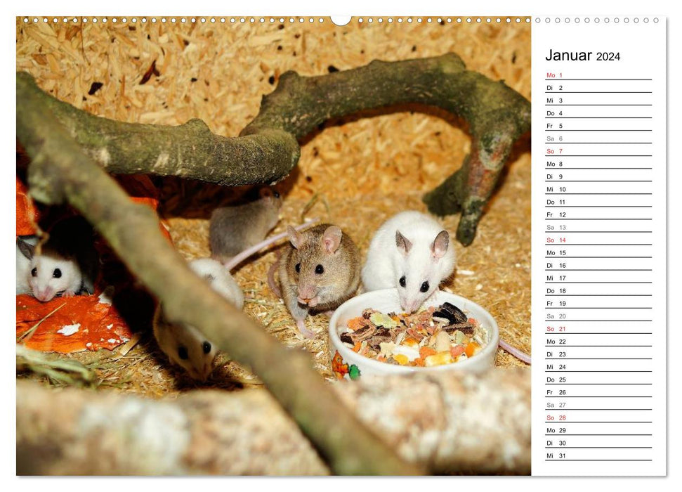 Mouse Gang (CALVENDO Premium Wall Calendar 2024) 