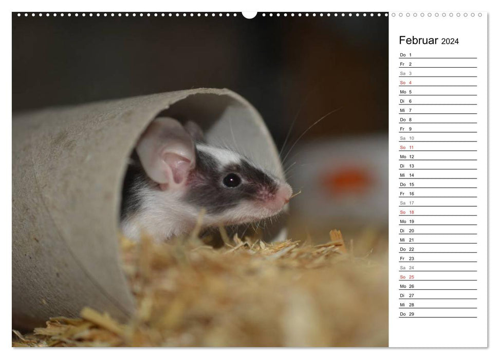 Mouse Gang (Calendrier mural CALVENDO Premium 2024) 