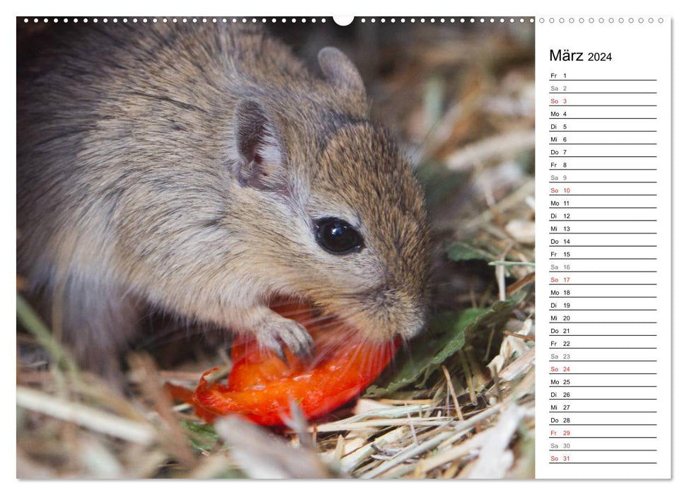 Mouse Gang (Calendrier mural CALVENDO Premium 2024) 