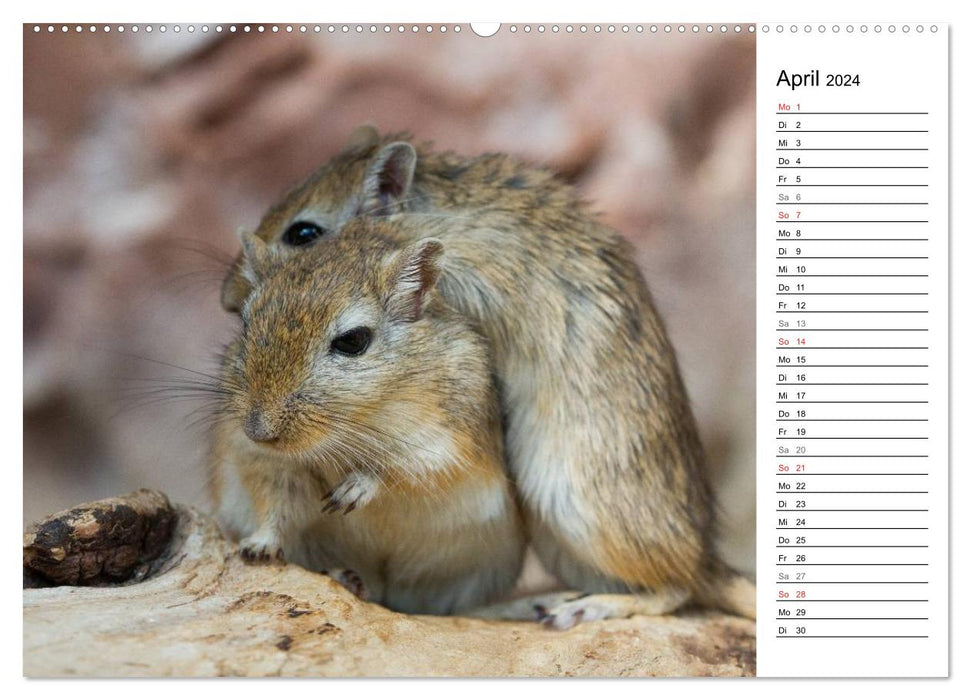 Mouse Gang (CALVENDO Premium Wall Calendar 2024) 