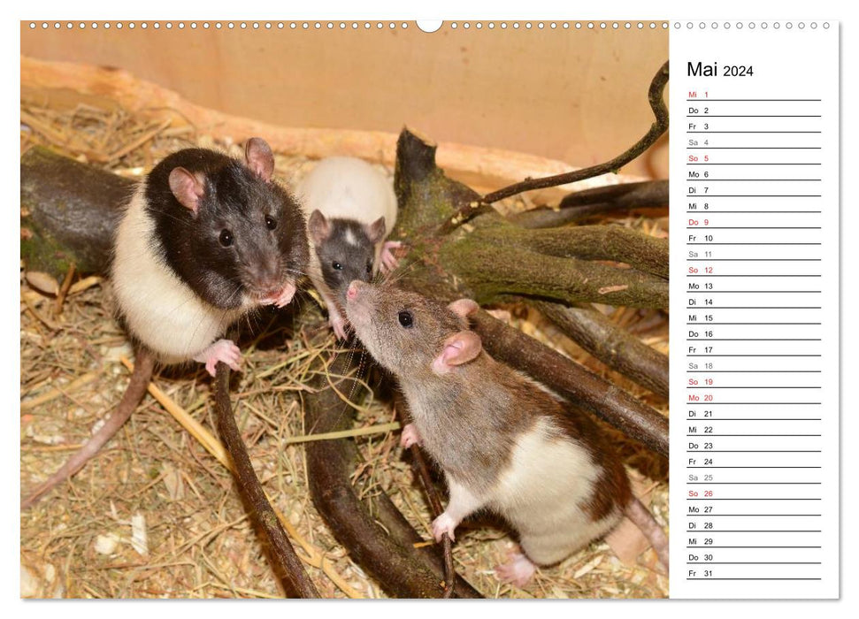 Mouse Gang (Calendrier mural CALVENDO Premium 2024) 