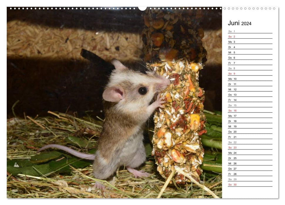 Mouse Gang (Calendrier mural CALVENDO Premium 2024) 