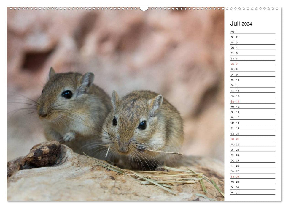 Mouse Gang (CALVENDO Premium Wall Calendar 2024) 