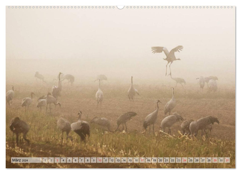 Cranes on their way south (CALVENDO wall calendar 2024) 