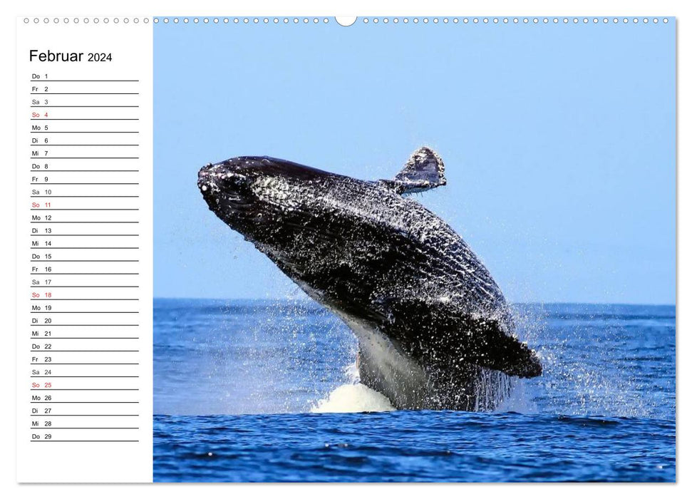 Wale. Kolosse der Meere (CALVENDO Premium Wandkalender 2024)