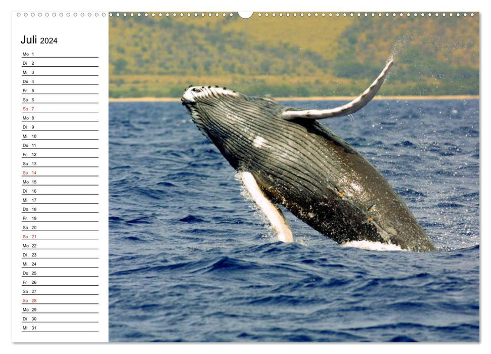 baleines. Colosses des mers (Calvendo Premium Calendrier mural 2024) 