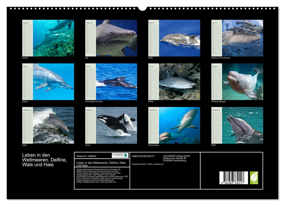 La vie dans les océans du monde. Dauphins, baleines et requins (Calendrier mural CALVENDO Premium 2024) 