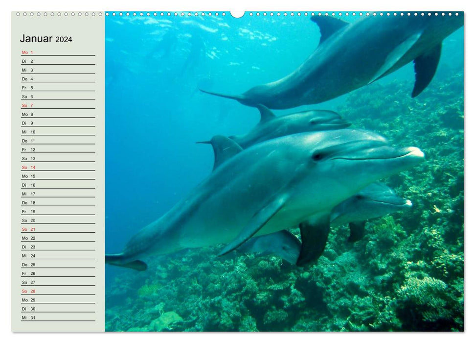 Life in the world's oceans. Dolphins, whales and sharks (CALVENDO Premium Wall Calendar 2024) 