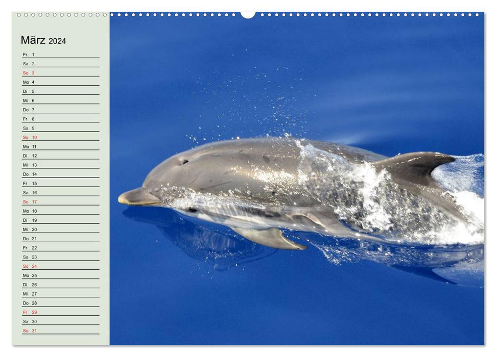 La vie dans les océans du monde. Dauphins, baleines et requins (Calendrier mural CALVENDO Premium 2024) 