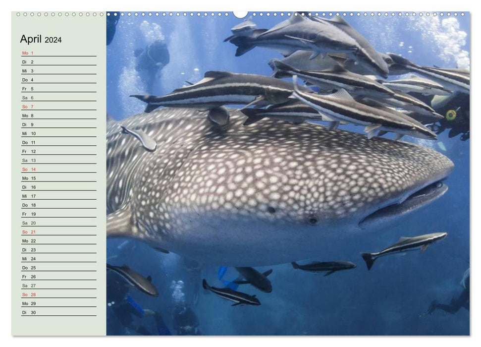 Life in the world's oceans. Dolphins, whales and sharks (CALVENDO Premium Wall Calendar 2024) 