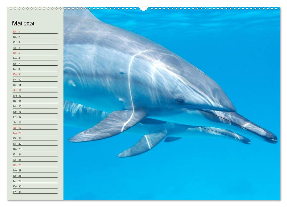 La vie dans les océans du monde. Dauphins, baleines et requins (Calendrier mural CALVENDO Premium 2024) 