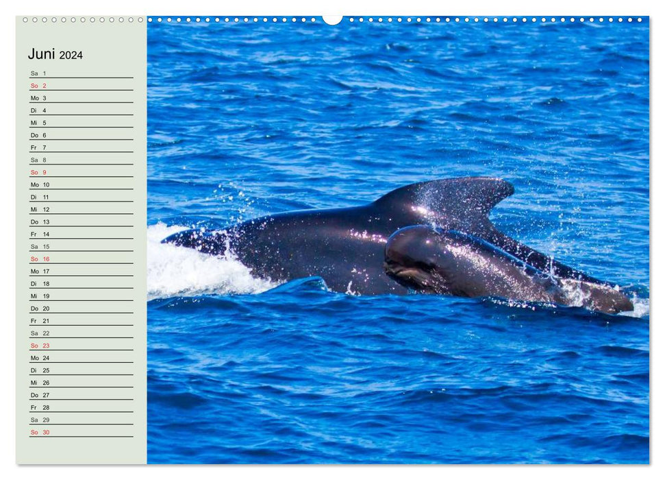 Life in the world's oceans. Dolphins, whales and sharks (CALVENDO Premium Wall Calendar 2024) 