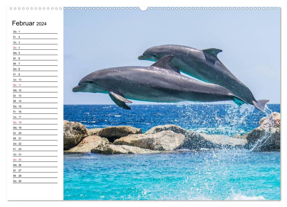 Dauphins – Intelligence souriante (Calvendo Premium Wall Calendar 2024) 