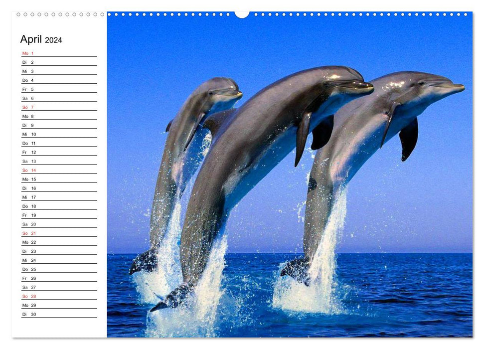 Dolphins - Smiling Intelligence (CALVENDO Premium Wall Calendar 2024) 