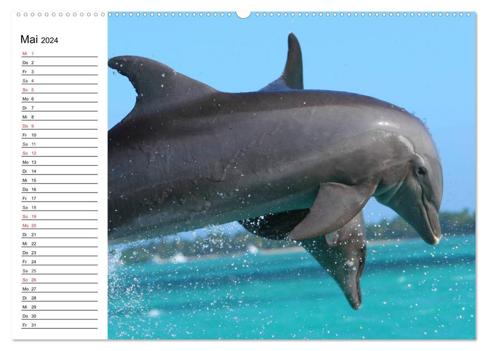 Dauphins – Intelligence souriante (Calvendo Premium Wall Calendar 2024) 