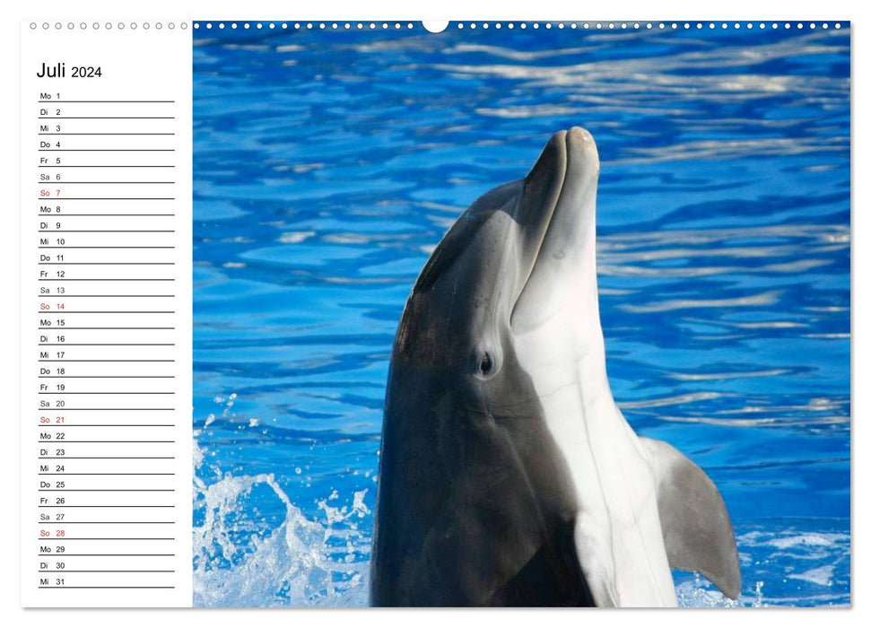 Dolphins - Smiling Intelligence (CALVENDO Premium Wall Calendar 2024) 