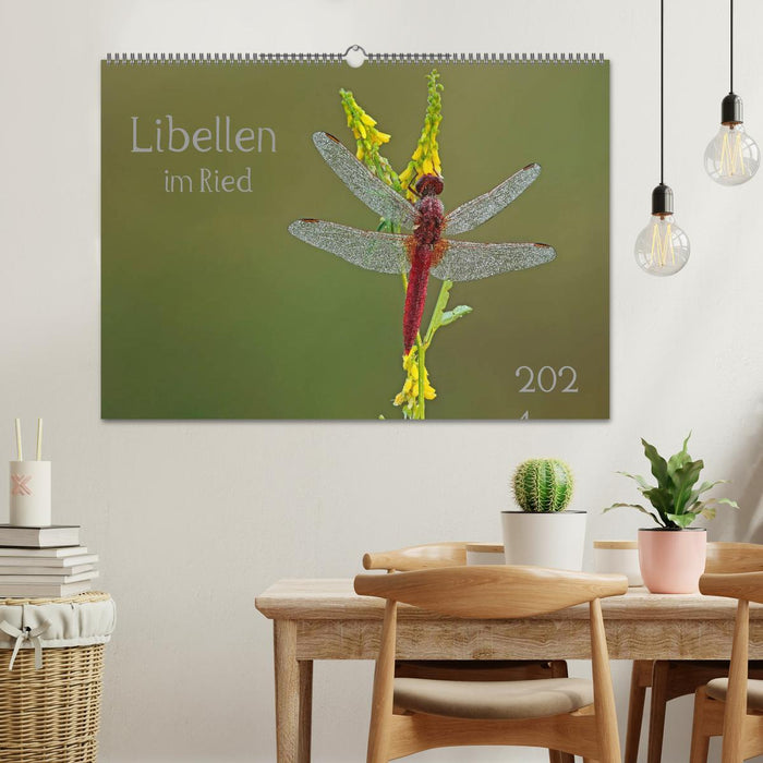 Dragonflies in the reed (CALVENDO wall calendar 2024) 