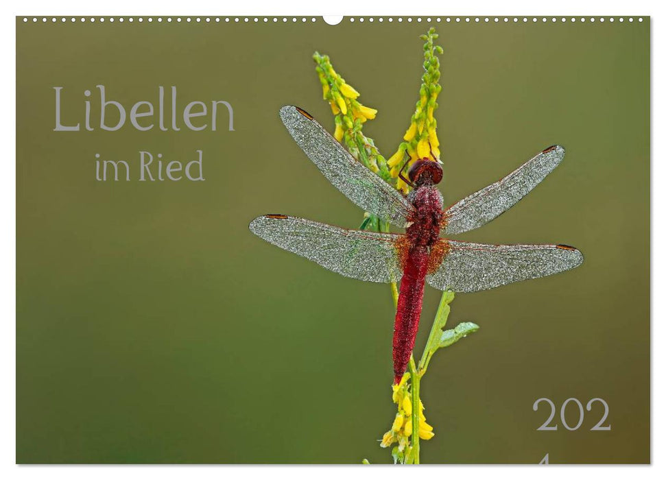 Dragonflies in the reed (CALVENDO wall calendar 2024) 