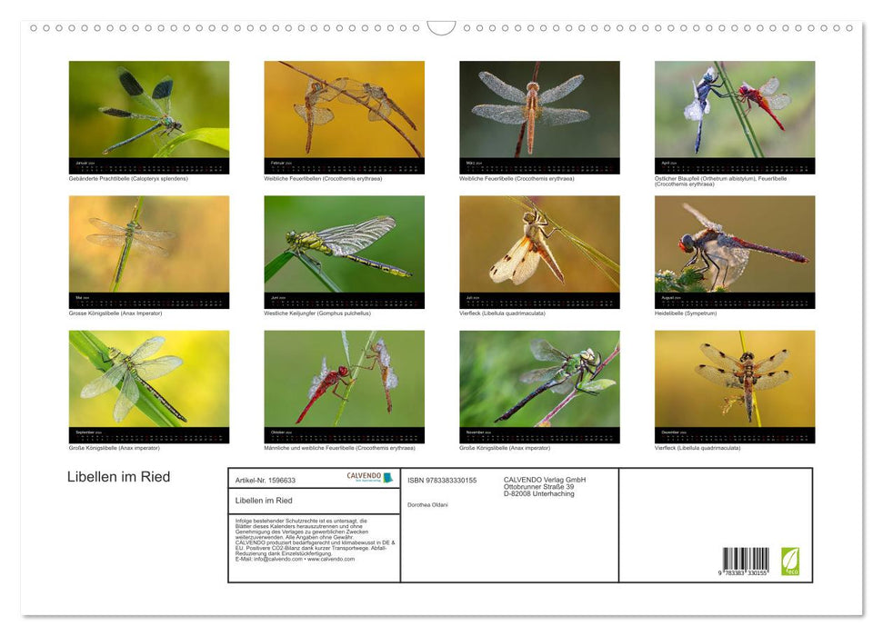 Dragonflies in the reed (CALVENDO wall calendar 2024) 